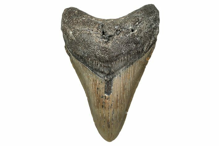 Serrated, Fossil Megalodon Tooth - North Carolina #340850